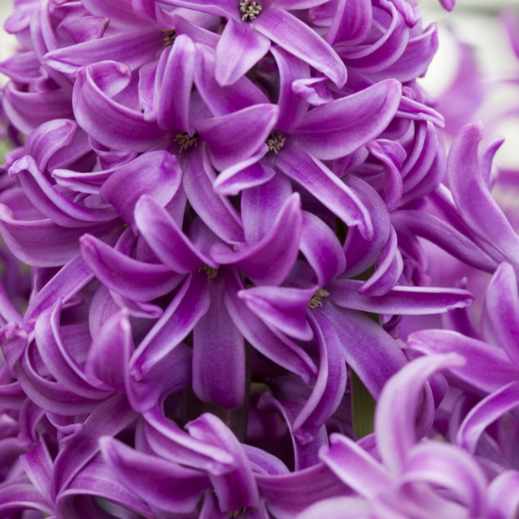 Van Zyverden Hyacinths Purple Sensation Set of 10 Bulbs Purple Partial Sun Perennial Fragrant 2 lbs