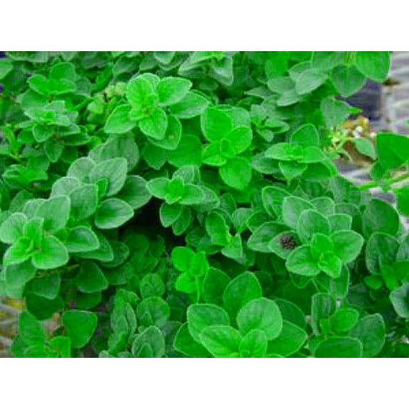 Hot & Spicy Oregano - Potted Herb - Lives Up To It's Name - 3" Pot