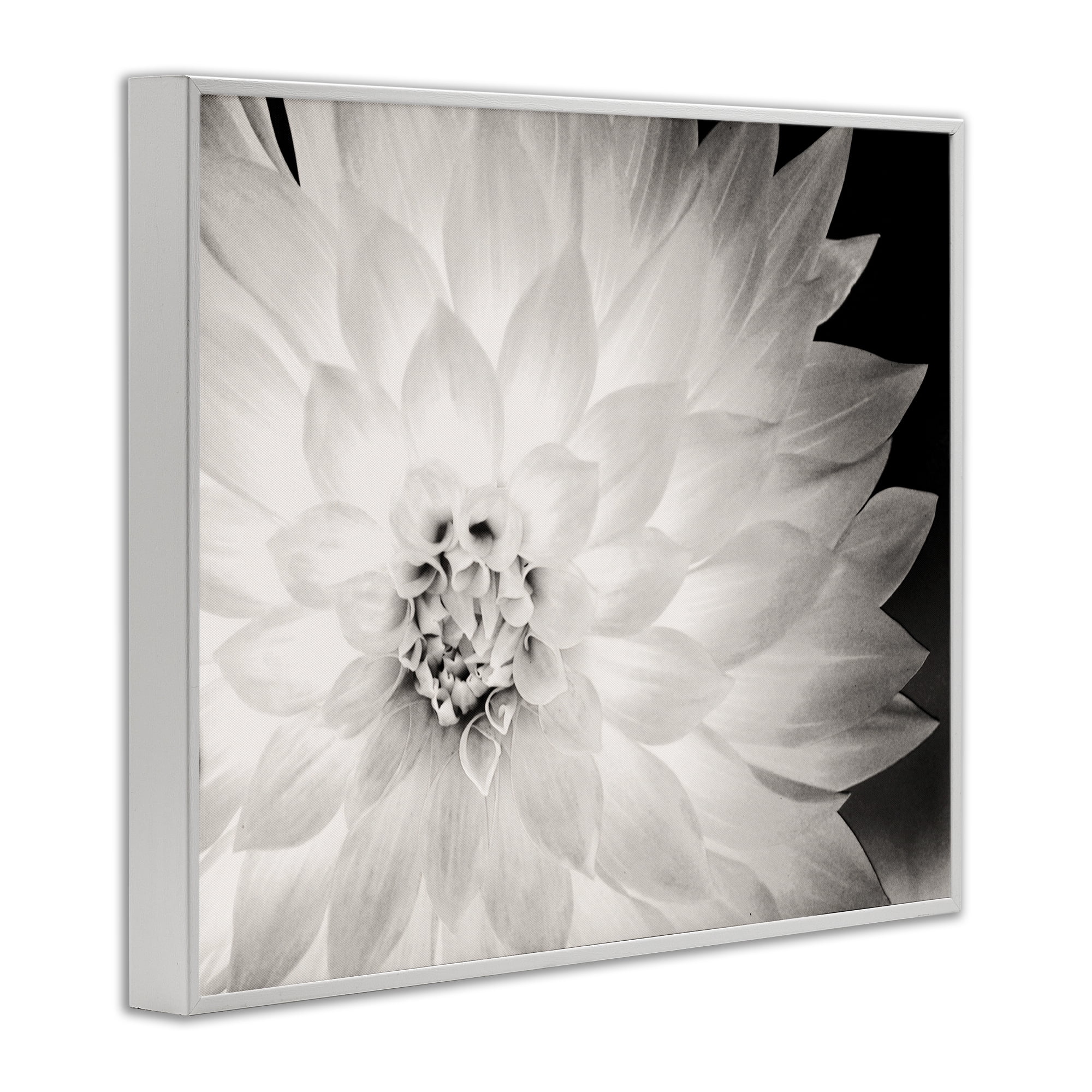 Stupell Industries Strong Dahlia Petals Botanical & Floral Photography White Framed Art Print Wall Art, 14 x 11