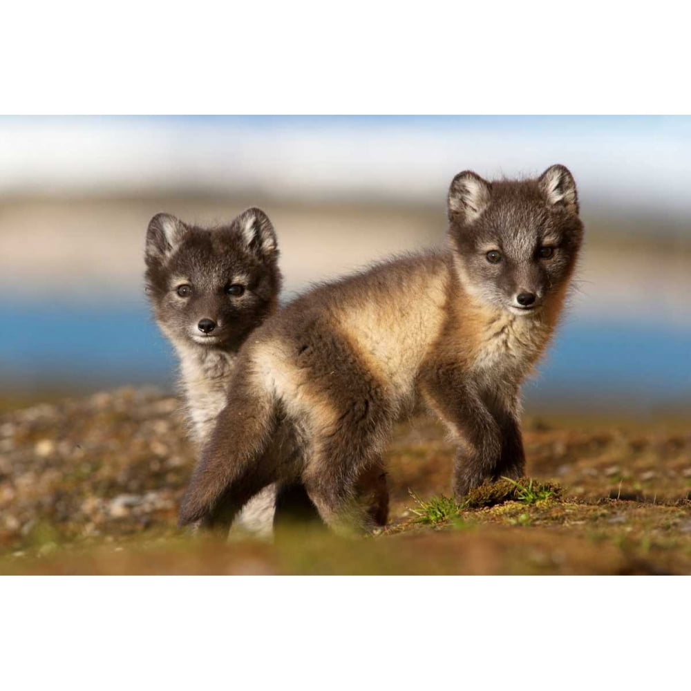 Two Arctic Fox kits on the tundra SvalbardNorway Poster Print by Jasper