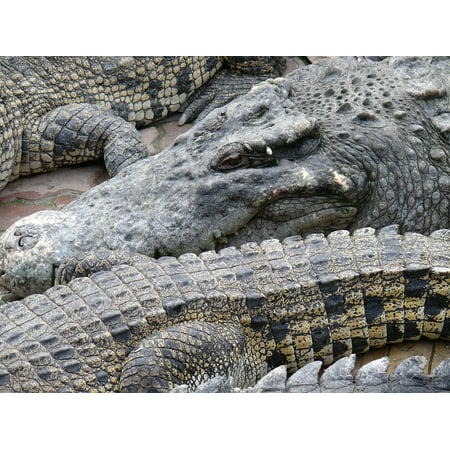 Canvas Print Beast Animals Zoo Reptile Crocodile Stretched Canvas 10 x