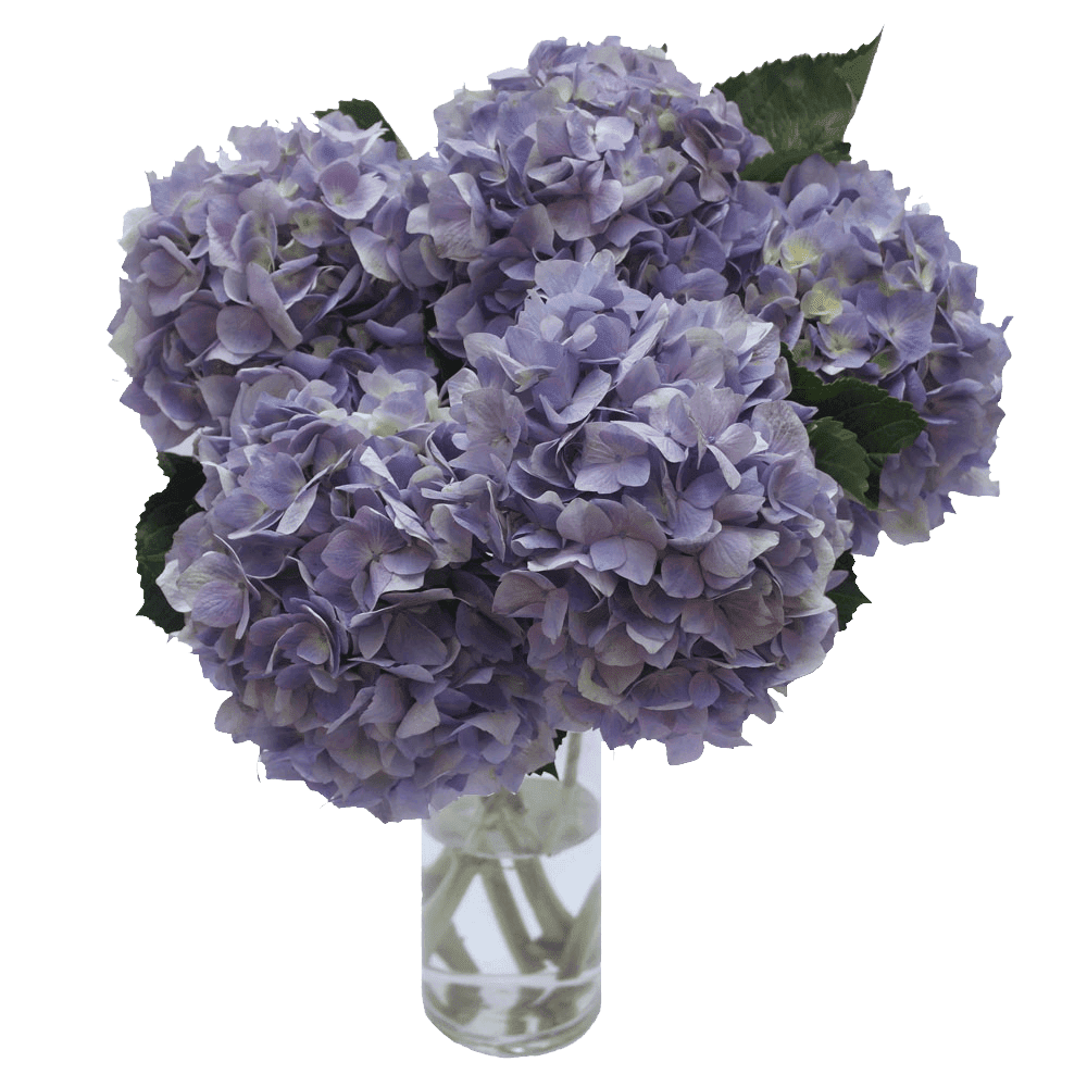 Blue flower preserved dried hydrangea cotton free delivery – Dawn