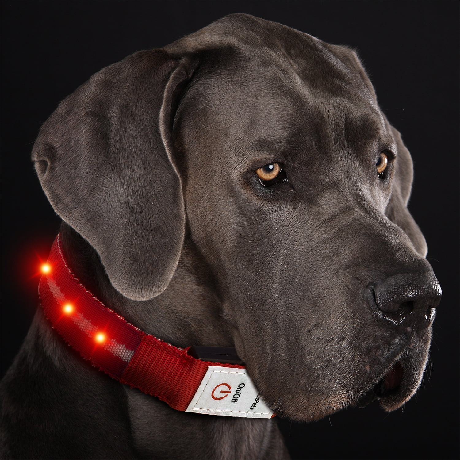 light up dog leash walmart