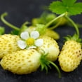 thumbnail image 2 of Yellow Wonder™ Alpine Strawberry - 25 Plants - 2.5" Pots- Fragaria - Everbearing, 2 of 3