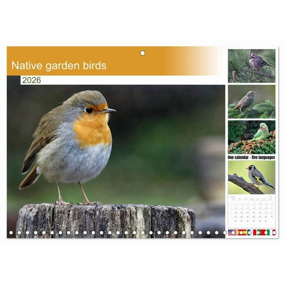 Native garden birds (Monthly Wall Calendar 2026 11.7 x 16.5 (open)), CALVENDO 14 Month Calendar