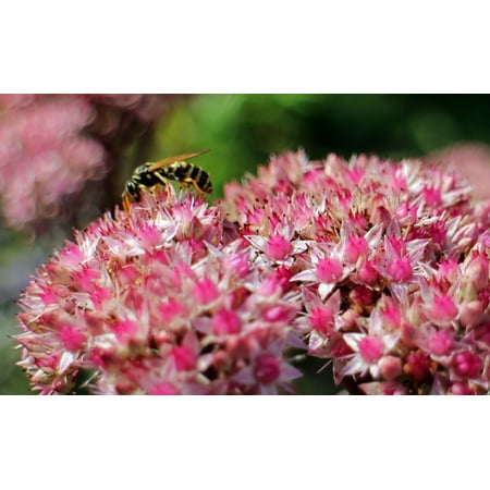 Fat Flowers - LAMINATED POSTER Green Stonecrop Pink Flowers Violet Big Fat Hen Poster Print 24 x 36