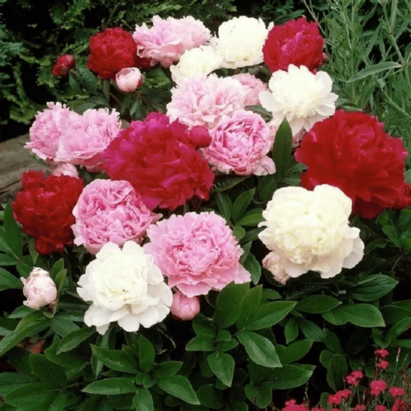 10 Mixture Super Sak Peony Seeds, Paeonia