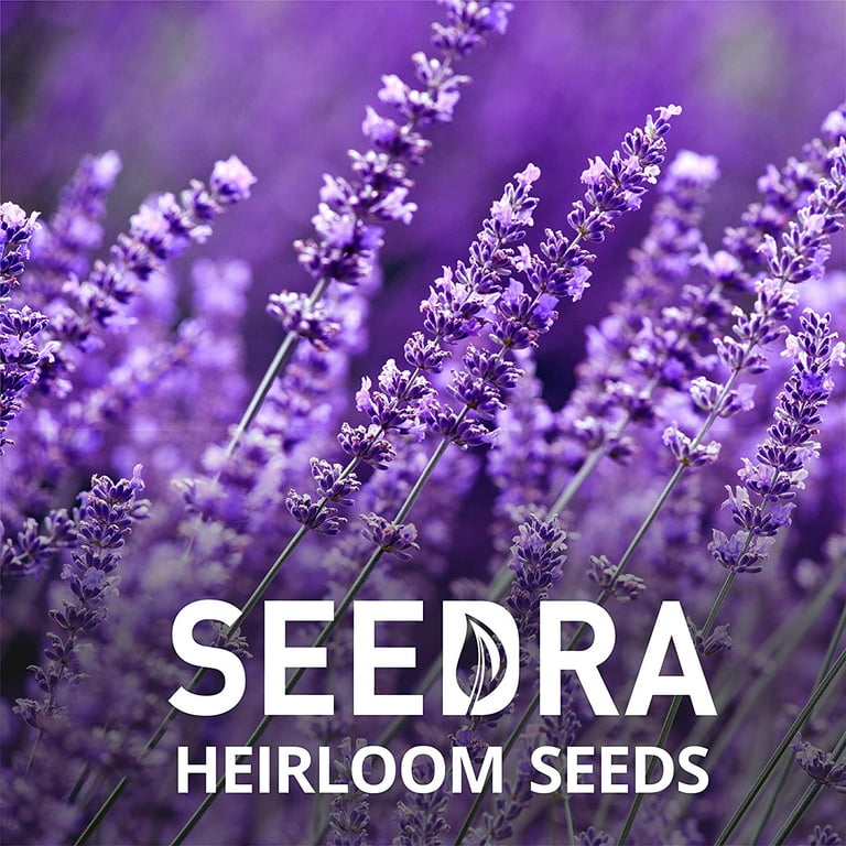 SEEDRA.US English Lavender Seeds for Indoor and Outdoor Planting - 1/4 LB -  GMO-Free and Heirloom Seeds -Seeds in Bulk for Aromatherapy, Essential Oil  - Seeds for Wholesale - Walmart.com