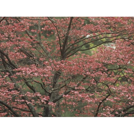 - Pink Dogwood Tree in Full Bloom, Cornus Florida Rubra, Lexington, Kentucky, USA Print Wall Art By Adam Jones