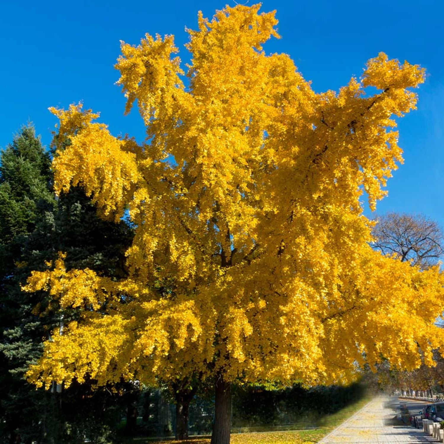 Expert Gardener 4-5' Ginkgo Autumn Gold in 2 gal. Grower Pot