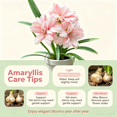 thumbnail image 5 of Amaryllis, Low Maintenance - Easy Grow - Ideal for Beds Borders, Plant Pots & Planters, 5 of 5