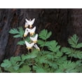 thumbnail image 5 of 5 Dutchman's Breeches Roots for Planting - Dicentra Cucullaria - Wildflower - Bleeding Hearts Flower - Perennial, 5 of 5