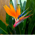 thumbnail image 2 of Set 2 Orange Bird of Paradise Plants Live for Planting, Tropical Strelitzia Reginae Bird of Paradise Plants for Indoor Outdoor 4 to 6 Inch Tall, 2 of 6