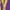 Purple, variant on Curry #30 Infant One-Piece Romper Bodysuit or Toddler T-shirt