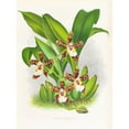 thumbnail image 2 of Jean Jules Linden 15x18 Gold Ornate Wood Frame and Double Matted Museum Art Print Titled - Zygopetalum Jorisianum (1885-1906), 2 of 4