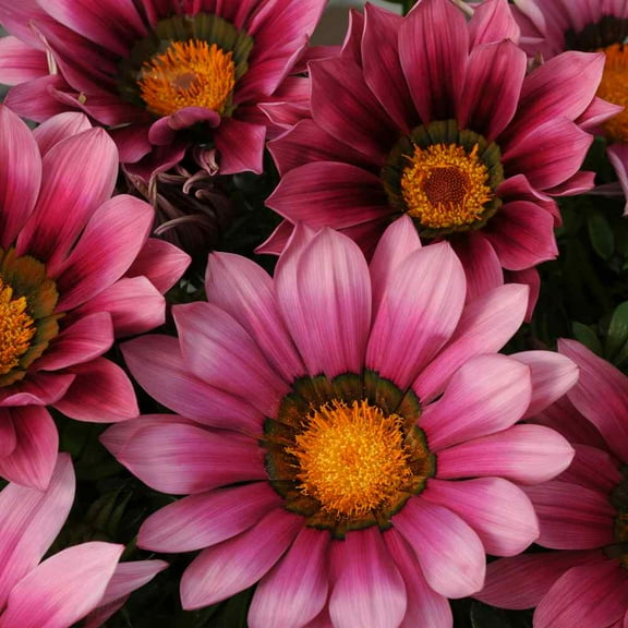 Outsidepride Gazania Garden Leader Pink - 50 seeds