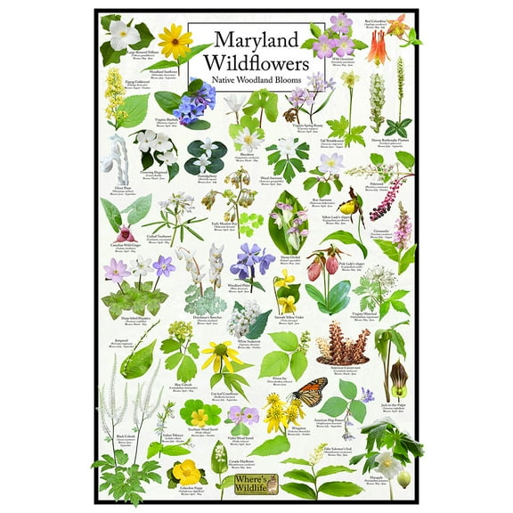 Maryland Wildflowers Poster - Native Woodland Blooms - Educational Science Chart of Maryland Flowers