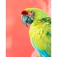 thumbnail image 2 of Foster, Kent 26x32 Gold Ornate Wood Framed with Double Matting Museum Art Print Titled - Green Macaw, 2 of 4