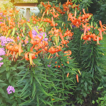 Pack 5 Bulbs of Turk's Cap Lily, Dormant Orange Lily Flower Bulbs, Zones 4 to 9 for Planting