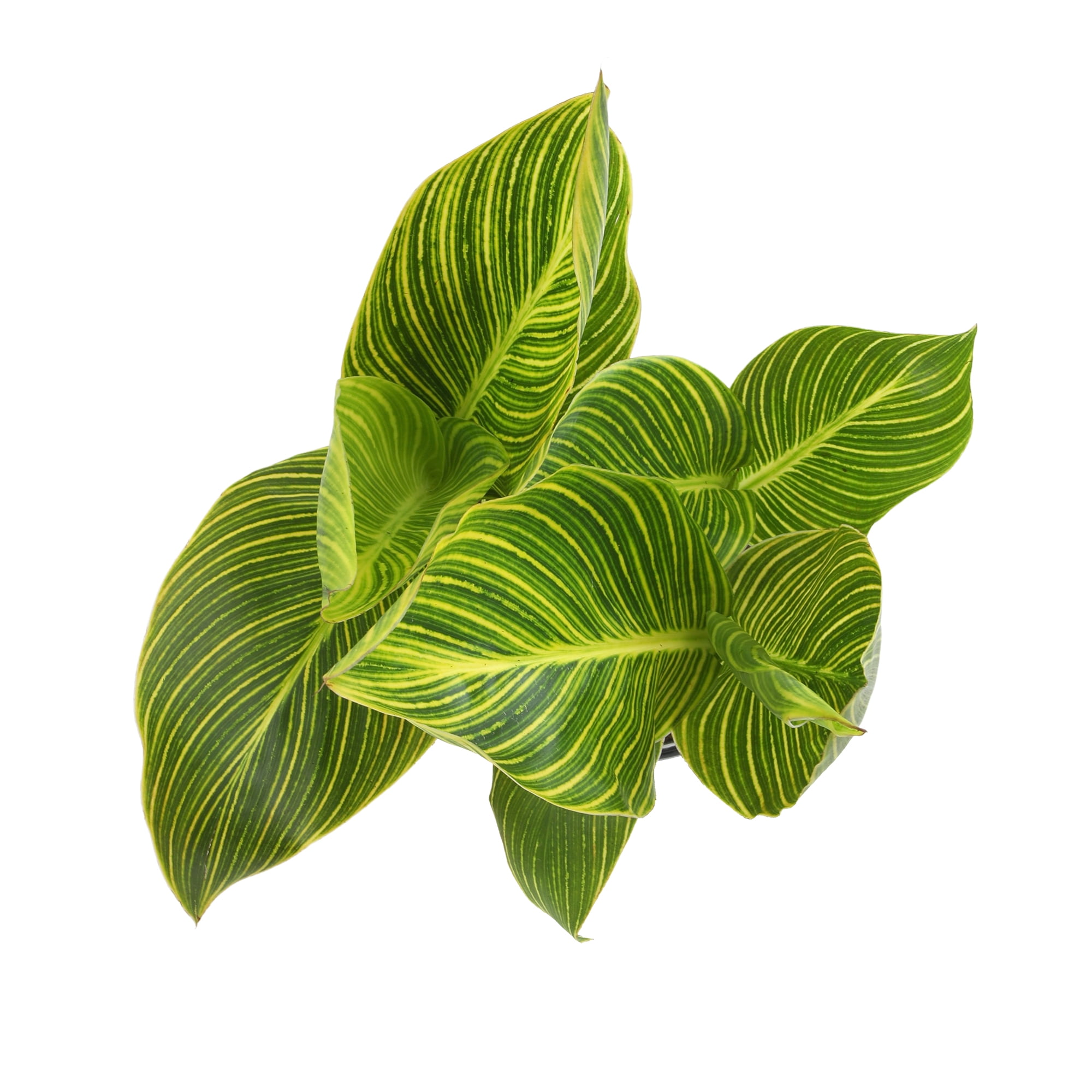Altman Plants Gold Tropicanna Canna Lily | Garden Perennial, Outdoor Plant | 4qt. Grow Pot; Full Sun