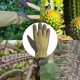 thumbnail image 2 of Professional Rose Pruning Thorn Proof Gardening Gloves with Long Forearm Protection for Men and Women, 2 of 5