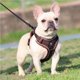 thumbnail image 4 of Greeniant Pet Harness Set Professional Breathable Reflective Walking Towing Accessories Vest Accessory Rope Outdoor Ropes Dog Leash Suministros para perros No.16 Greeniant PT002524-16, 4 of 6