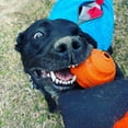 thumbnail image 2 of Chuckit! Fetch Ball Large Durable Rubber Fetch Ball Dog Toy, 2 of 5