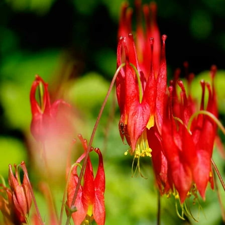 Columbine Seeds - Aquilegia Canadensis Wild Columbine Flower Seed - 2000 Seeds