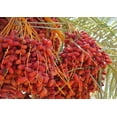 thumbnail image 7 of Date Syrup Natural Low Glycemic Sweetener Raw Vegan Healthy, 7 of 7
