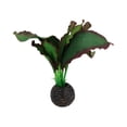 thumbnail image 3 of Aquatic Aquarium Fish Tank Self Sinking Small Silk Plant Height 13cm  (No 3), 3 of 3