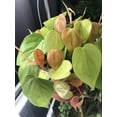 thumbnail image 5 of Heartleaf Philodendron-Evergreen-Indoor Plant  8" Hanging Basket, 5 of 19
