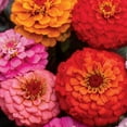 thumbnail image 4 of Ferry-Morse 400MG Zinnia Giant Double Flowered Mixed Colors Annual Flower Seeds, Full Sun, 4 of 11