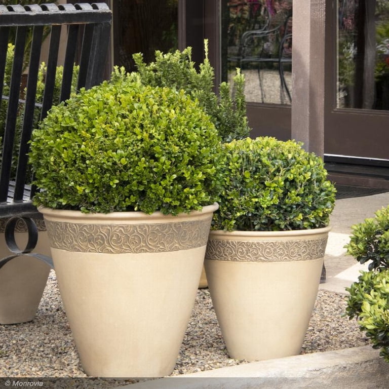 Expert Gardener 2.5QT Boxwood Green Gem Evergreen Shrub Full Sun