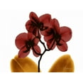 thumbnail image 2 of Koetsier, Albert 14x12 White Modern Wood Framed Museum Art Print Titled - Orchid Fall, 2 of 4
