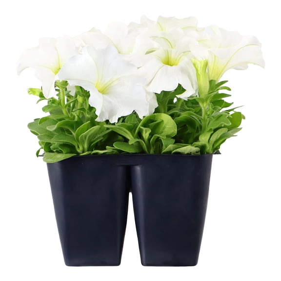 Expert Gardener 6" White Petunia Live Plants in 3" Grower Pot Full Sun 4 Pack