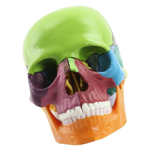 Yokua Human Skull Model For Demonstrating Medicals Skull Model Anatomy Skull Model