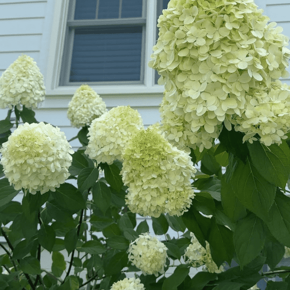 Limelight Hydrangea Plant, 3 - 5 Inches Starter Plant, Dormant, Limelight Hydrangea Bush for Outdoor Planting
