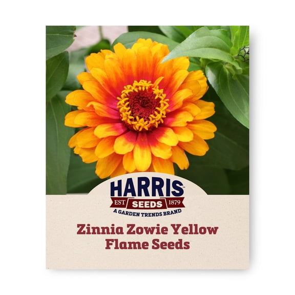 Harris Seeds Zinnia Zowie Yellow Flame F1, Bicolor Semi-Double Blooms for Garden and Containers, 25 Count