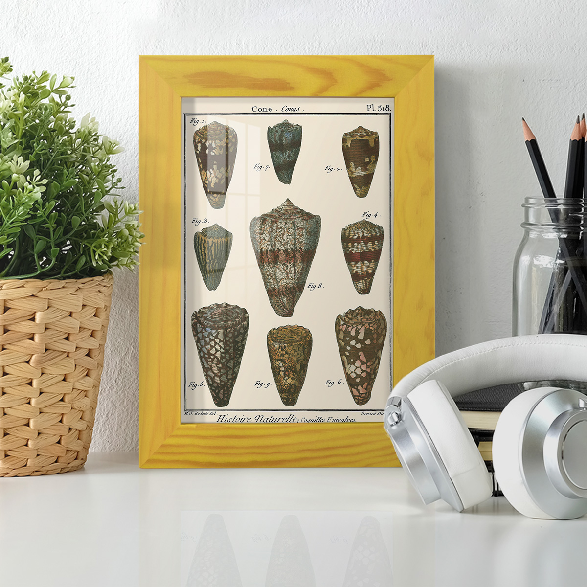 Cone Shell pl. 318 -Framed Print w/glass-Sunflower Yellow