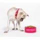 thumbnail image 3 of Plato para Perro Kate Spade New York Rojo y Rosa con Base Antideslizante, 3 of 5