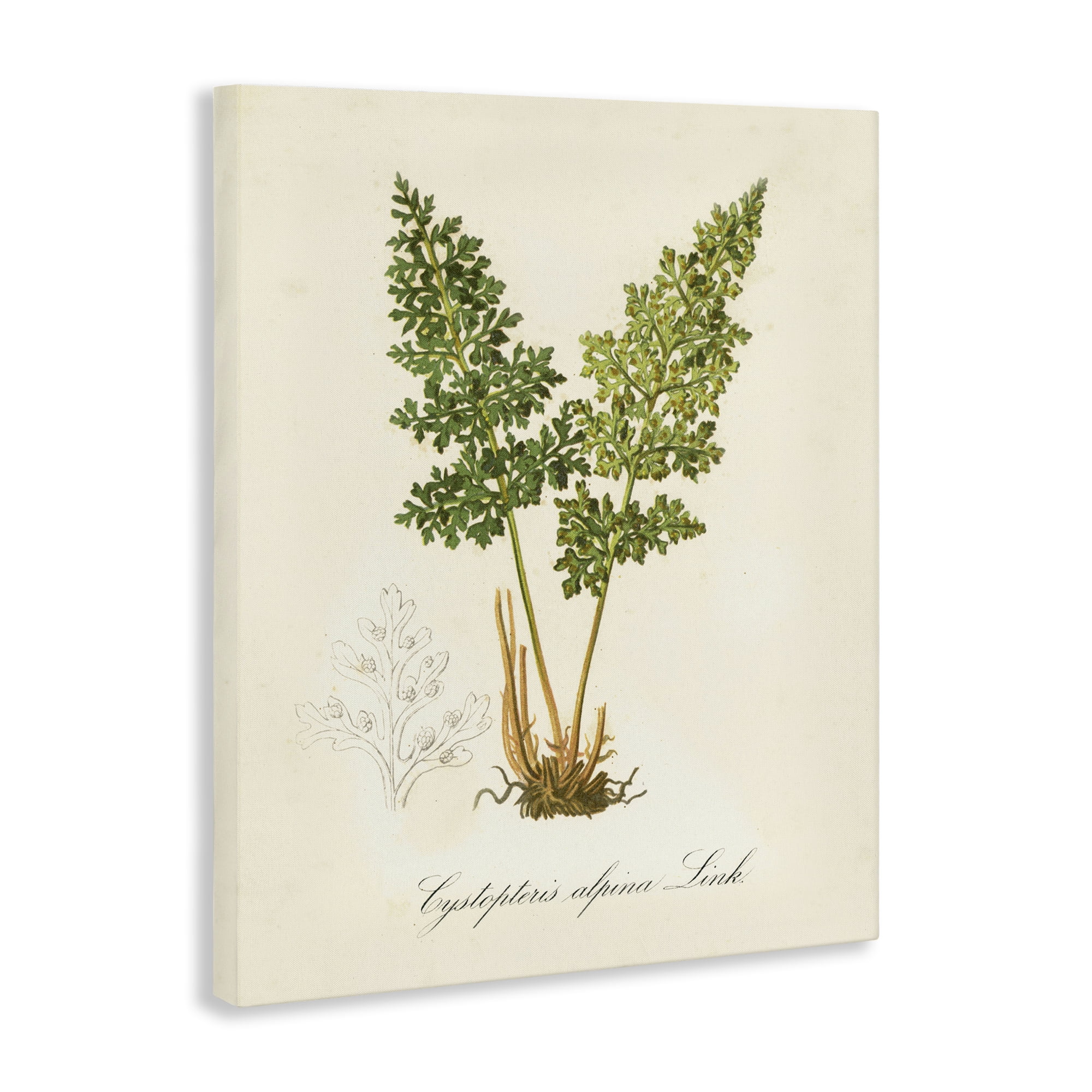 Stupell Industries Biological Plant Study Plants & Flowers Painting Wrapped Canvas Art Print Wall Art, 16 x 20