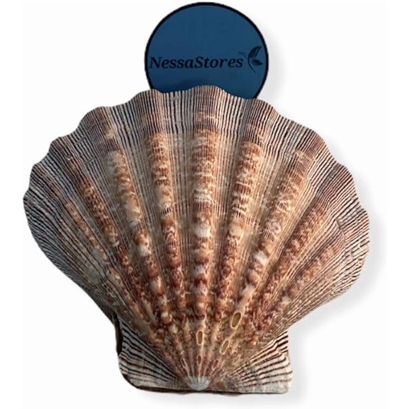 NESSASTORES - Natural Lion Paw Scallop Nautical Bowl Beach Craft Shell 5"-6" #JC-026 (2 Pairs)