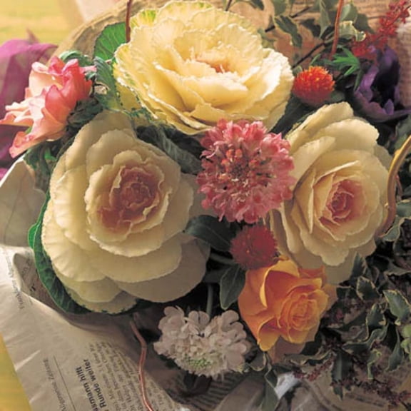 Ornamental Kale Crane White F1 Seed - 50 Seeds
