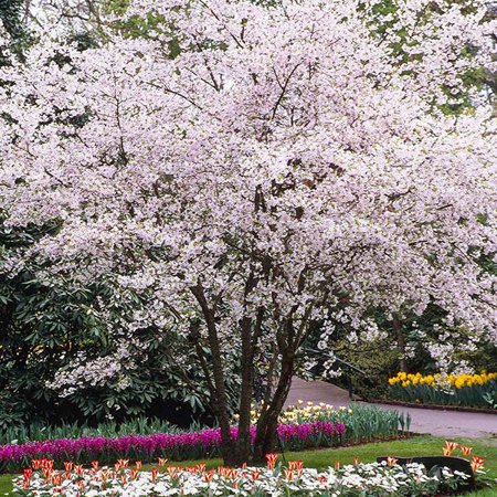 Brighter Blooms - Autumn Cherry Tree, 6-7 ft. - No Shipping To AZ,CA,WA