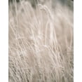 thumbnail image 2 of Straatsma, Leah 20x24 White Modern Wood Framed Museum Art Print Titled - Pale Grass, 2 of 4