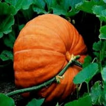 Pumpkin, Big Max Pumpkin Seeds, Heirloom, Non GMO, 500 Seeds, Giant Pumpkins