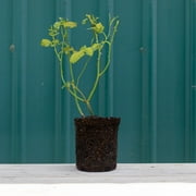 Heirloom Roses - Veranda Brilliant Floribunda Rose Plant - One Gallon Orange Rose Bush For Planting