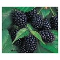 2 Thornless BlackBerry Plants, Organically Grown, Best in Zone 59