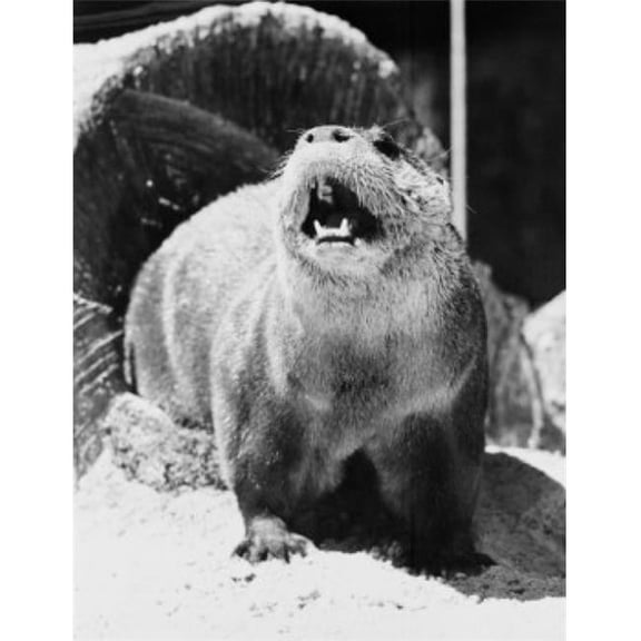 Posterazzi SAL255424420 Otter Barking Poster Print - 18 x 24 in.