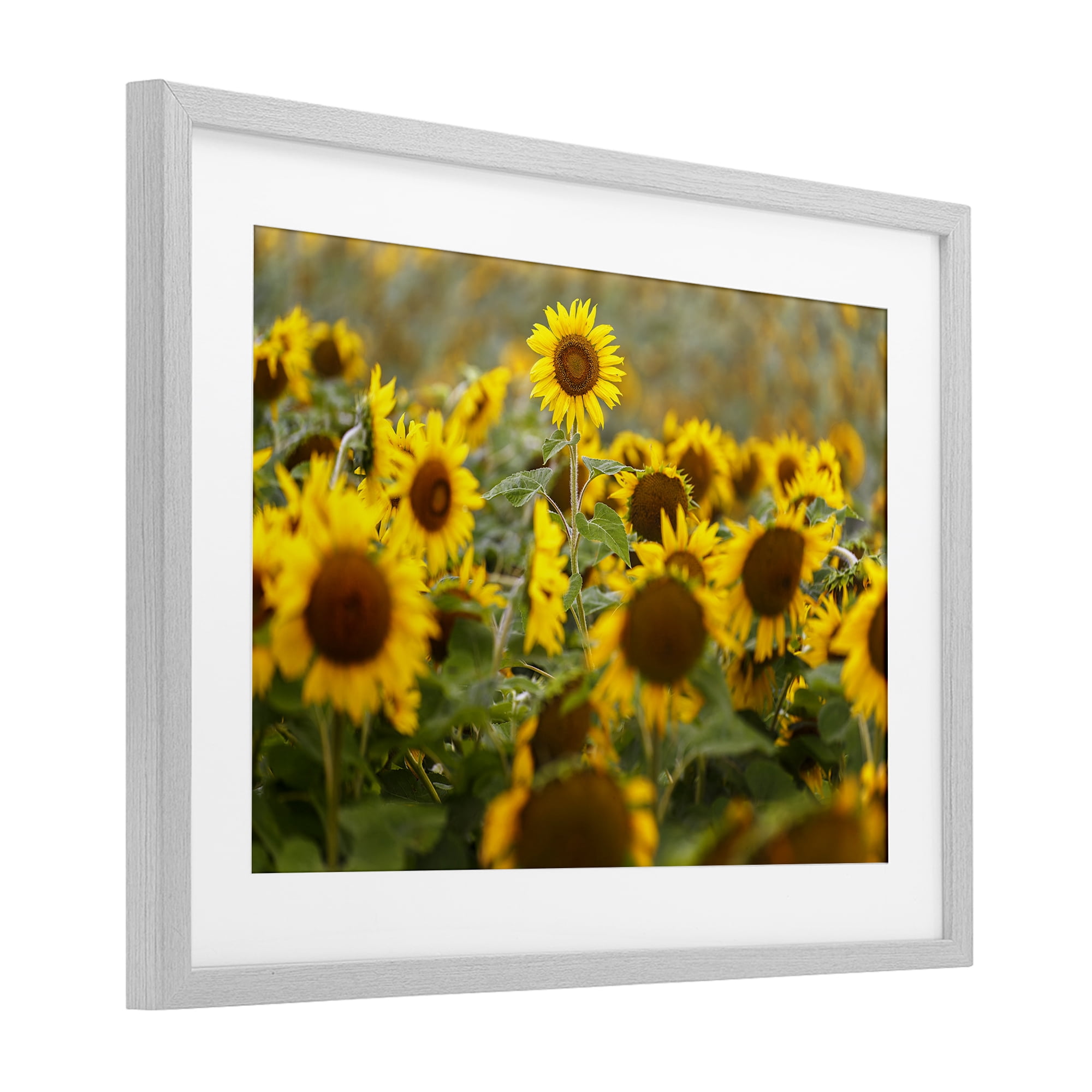 Central Sunflower in Meadow Gray Framed Print Under Glass, design by Andy Crawford
